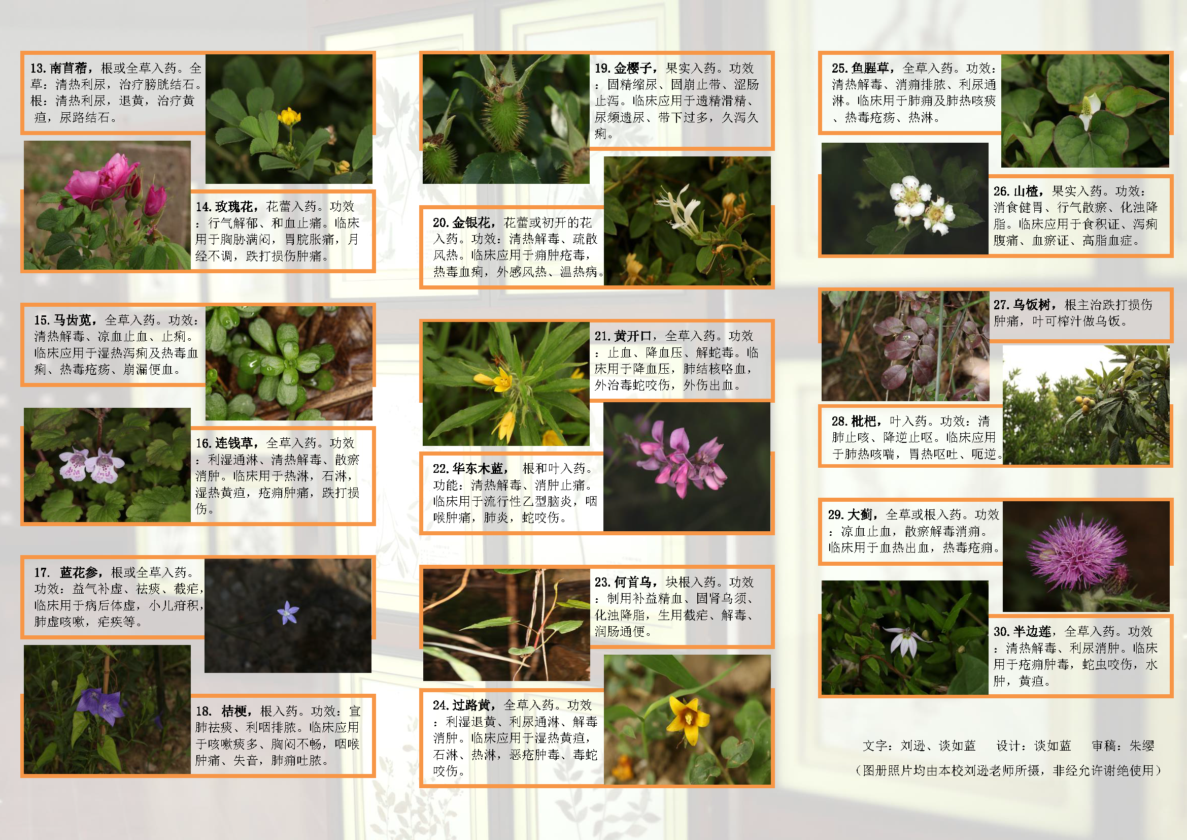 20210423 药用植物 - 折页6_页面_2.png
