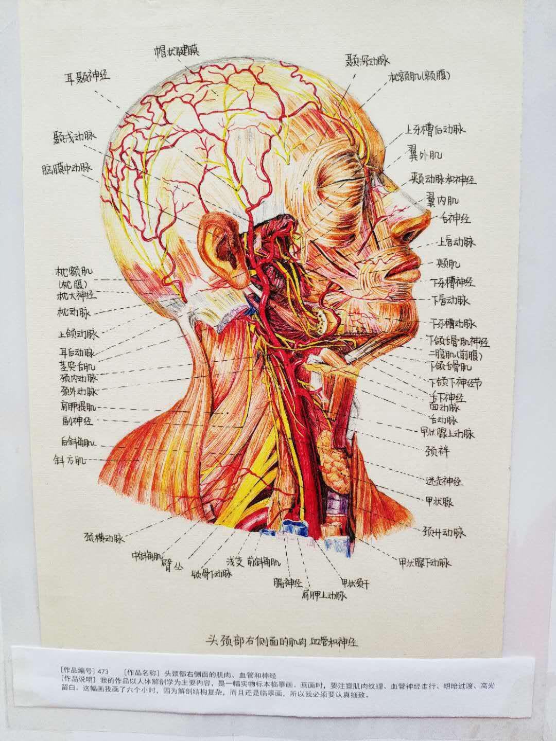15临床3班吴俊霖同学参赛作品.jpg