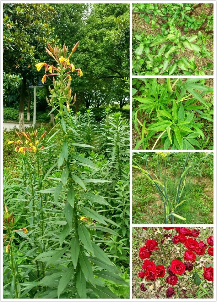 药用植物园一.jpg